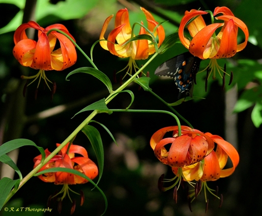 {Lilium superbum}